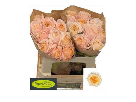 Rosa grootbloemig Vanilla Fragrance+