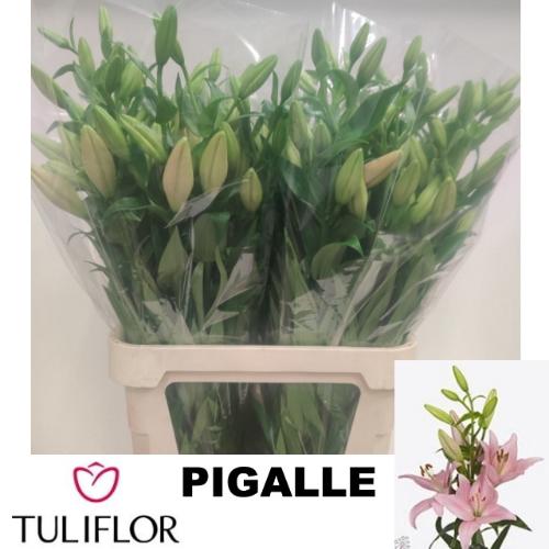 Lilium (LA-hybrids Grp) 'Pigalle'