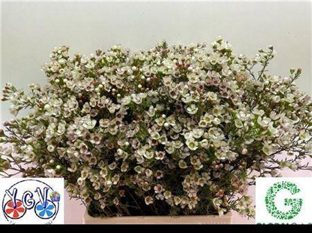 Chamelaucium micranthum 'Tal'