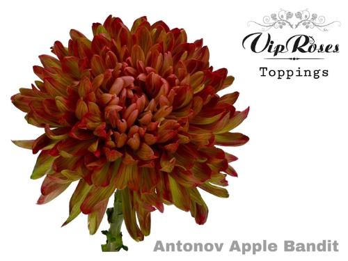 Chrysanthemum (Indicum Grp) geplozen Antonov kleurbehandeld H%