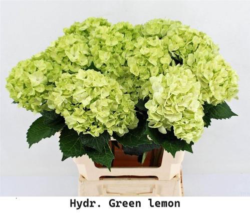 Hydrangea overig