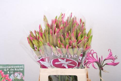 Nerine Bowdenii Grp 'Ras van Roon'