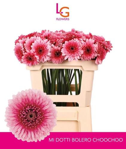 Gerbera mini bolvormig Bolero Choochoo