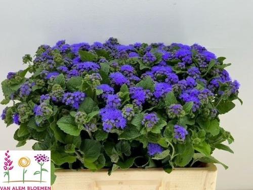 Ageratum houstonianum 'Blue Horizon'