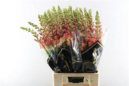Antirrhinum majus 'Avignon Deep Orange'