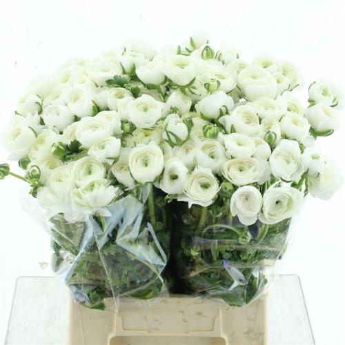 Ranunculus asiaticus 'Elegance White'