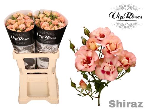 Rosa tros Shiraz!
