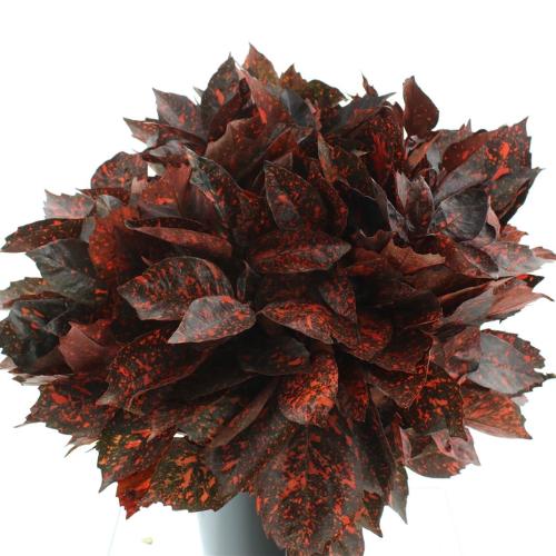 Aucuba japonica (decor) per bos