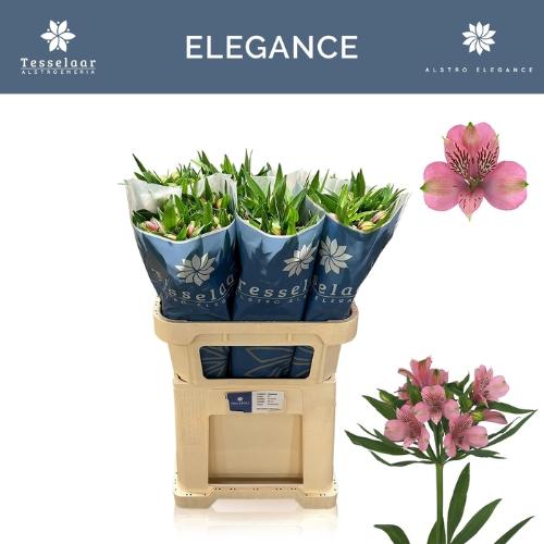Alstroemeria Elegance