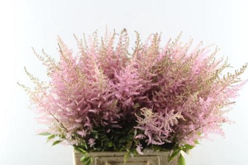 Astilbe Arendsii Grp 'Erika'
