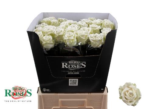 Rosa grootbloemig gewaxt H%