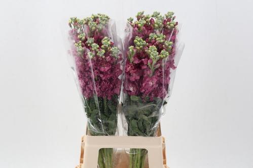 Matthiola incana 'Mathilda Salmon'