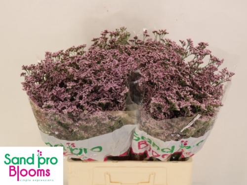 Limonium Safora Oshi Pink