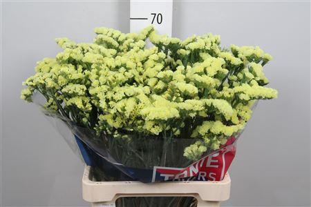 Limonium sinuatum Canary Sun Birds