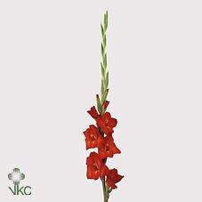 Gladiolus grootbloemig 'Chinon'
