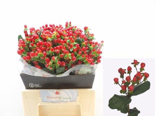 Hypericum inodorum Go Top