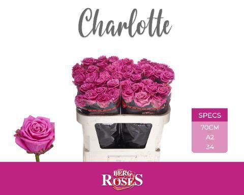 Rosa grootbloemig Tantau’s Charlotte