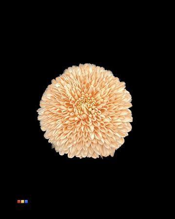 Chrysanthemum geplozen kas kleurbehandeld H%