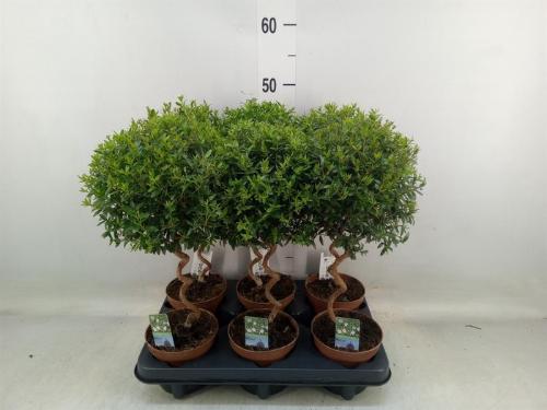 Myrtus communis