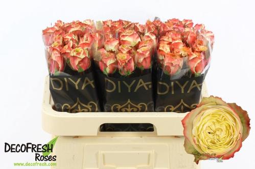 Rosa grootbloemig Adventure