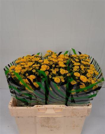 Chrysanthemum Indicum Grp tros santini Aurinko