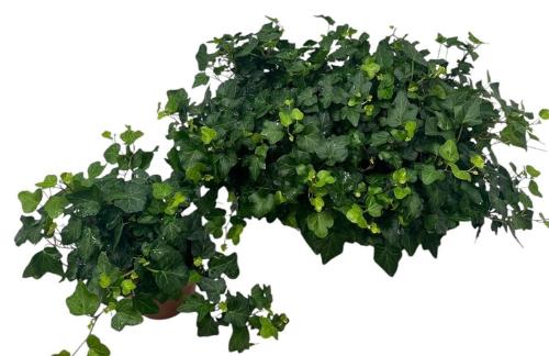 Hedera helix 'Wonder'