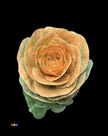 Brassica oleracea kleurbehandeld H%
