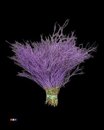 Vaccinium kleurbehandeld H%