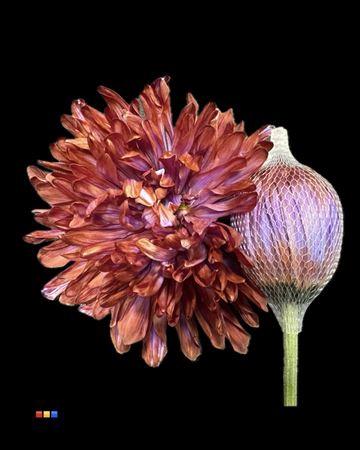 Chrysanthemum (Indicum Grp) geplozen Antonov kleurbehandeld H%