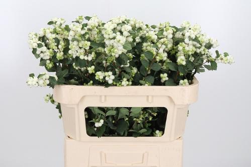 Symphoricarpos Magical Avalanche