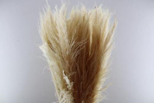 Cortaderia selloana 'Evita'