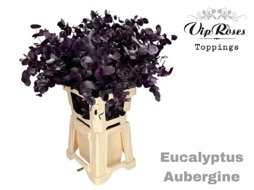 Eucalyptus cinerea kleurbehandeld per bos H%