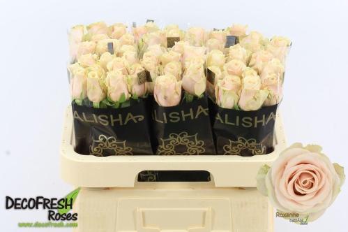 Rosa grootbloemig Roxanne+