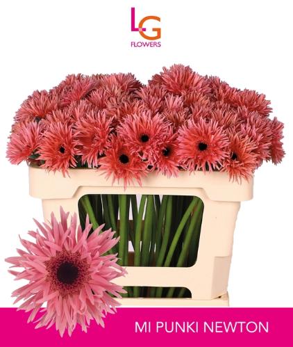 Gerbera mini spinvormig Punki Newton