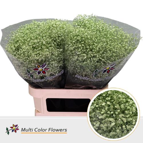 Gypsophila overig kleurbehandeld H%