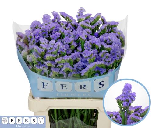 Limonium sinuatum Sky Wings