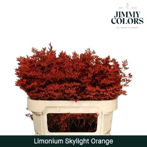 Limonium overig kleurbehandeld H%