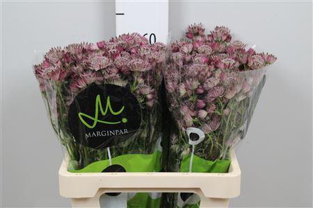 Astrantia major 'Star of Africa'