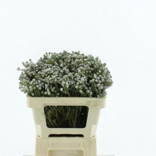 Phylica plumosa