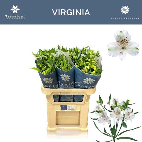Alstroemeria 'Virginia'