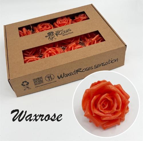 Rosa grootbloemig gewaxt H%
