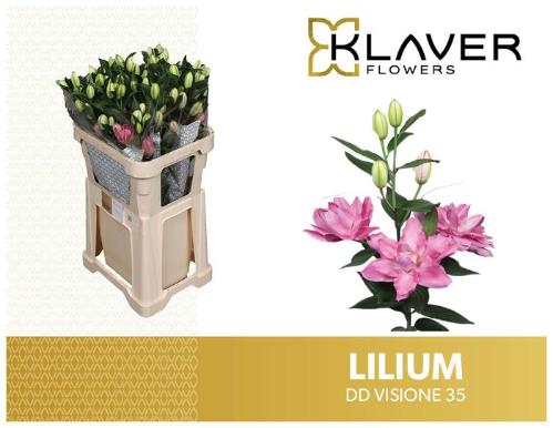 Lilium (Oriental Grp) dubbel 'Visione'
