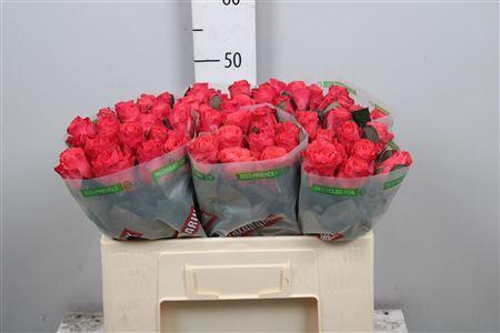 Rosa grootbloemig Pink Tacazzi+