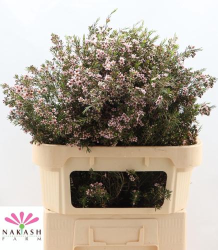 Chamelaucium uncinatum 'Romi'