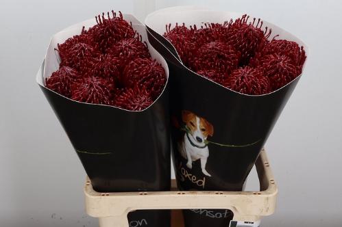 Leucospermum overig