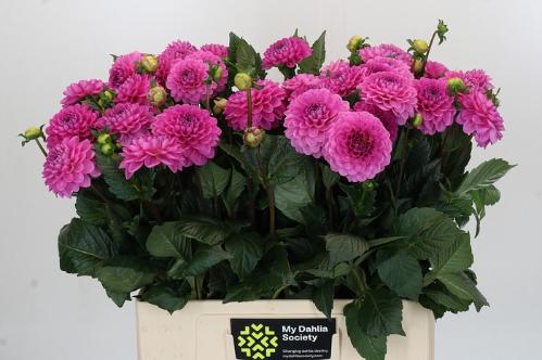 Dahlia (Ball Grp) 'Dark Wizard'