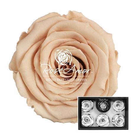 Rosa grootbloemig kleurbehandeld H%