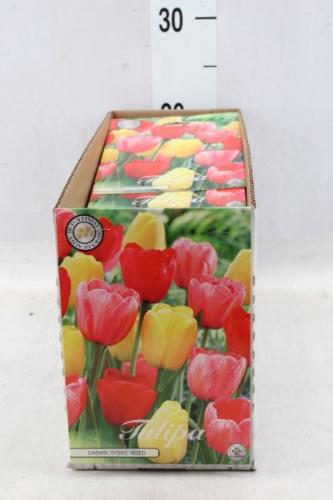 Tulipa (bol)