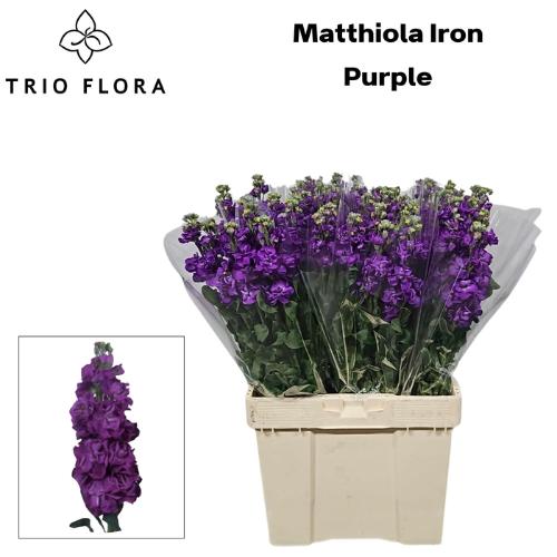 Matthiola incana 'Iron Purple'