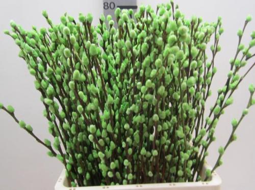 Salix kleurbehandeld H%